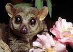 Эндемики Мадагаскара