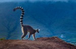Большой тур по Мадагаскару 15-29 октября и 12-26 ноября. В стране Лемурии с русским гидом географом - Алексеем Черновым
