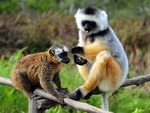 Парки и заповедники Мадагаскара