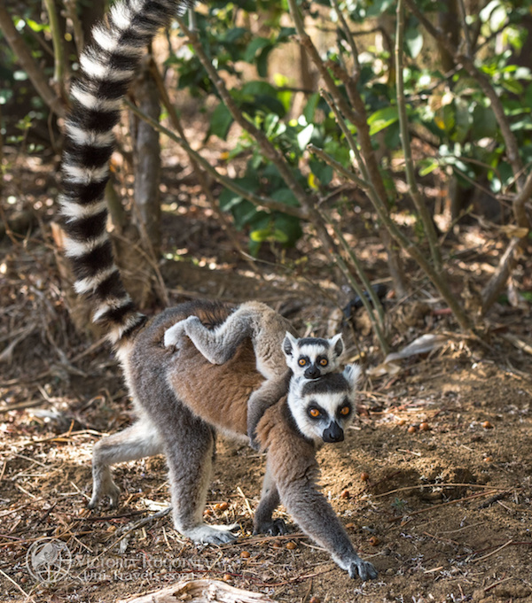 Фототур на Мадагаскар с Викторией Роготневой