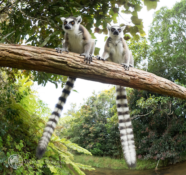 Фототур на Мадагаскар с Викторией Роготневой