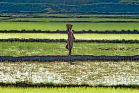 Рис - основная сельскохозяйственная культура Мадагаскара