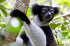 Лемур Индри на дереве, Мадагаскар