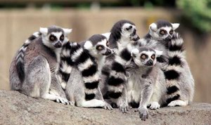 Группа кошачих лемуров, Мадагаскар