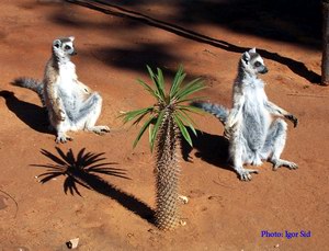 Лемуры Мадагаскара