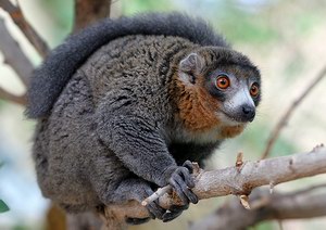 Национальный парк Ankarafantsika (Анкарафацика), Мадагаскар