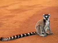 Кольцехвостый лемур, Мадагаскар