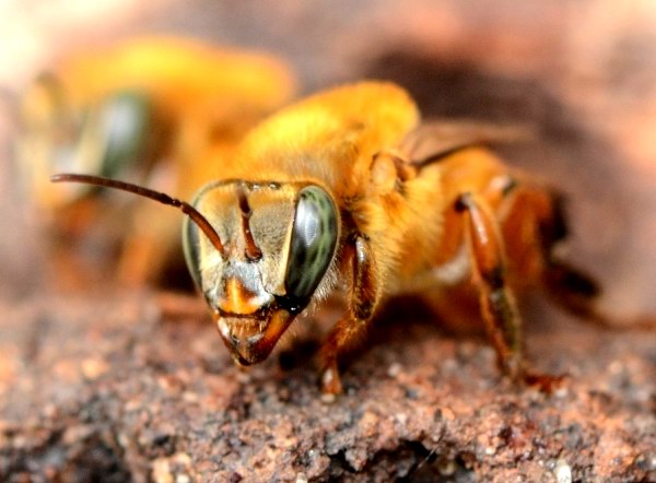 Мелипоны - род безжальных пчёлы